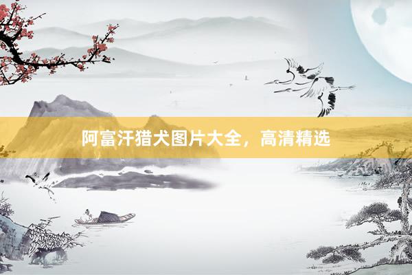 阿富汗猎犬图片大全，高清精选